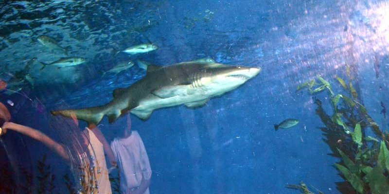 Таиланд. Экскурсия.  Океанариум Бангкока - Siam Ocean World.