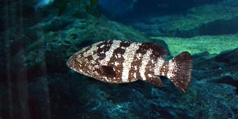 Таиланд. Экскурсия.  Океанариум Бангкока - Siam Ocean World.