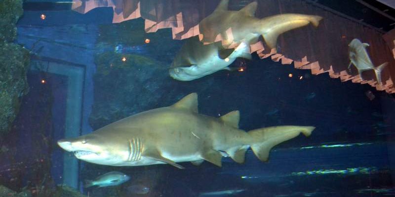 Таиланд. Экскурсия.  Океанариум Бангкока - Siam Ocean World.