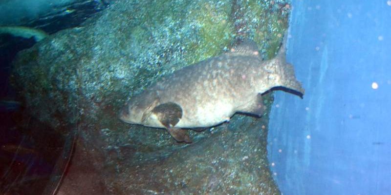 Таиланд. Экскурсия.  Океанариум Бангкока - Siam Ocean World.