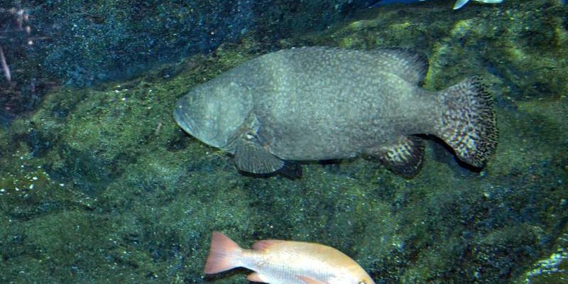 Таиланд. Экскурсия.  Океанариум Бангкока - Siam Ocean World.