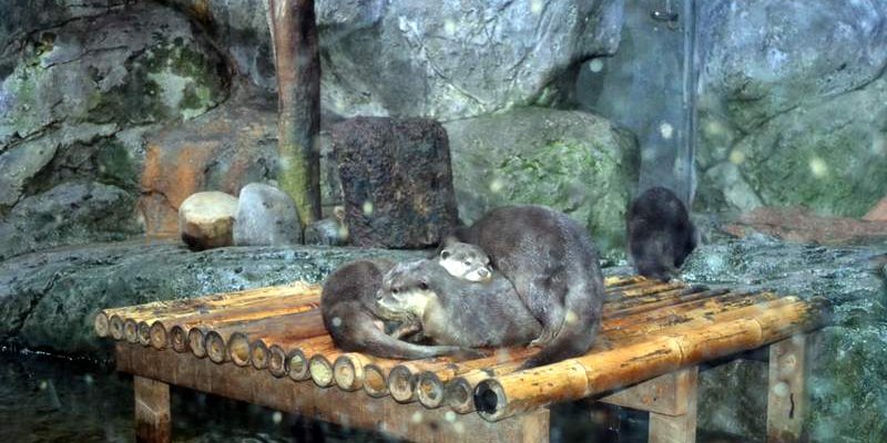 Таиланд. Экскурсия из Паттайи в океанариум Бангкока. 