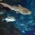Таиланд. Экскурсия в океанариум Бангкока. Siam Ocean World.